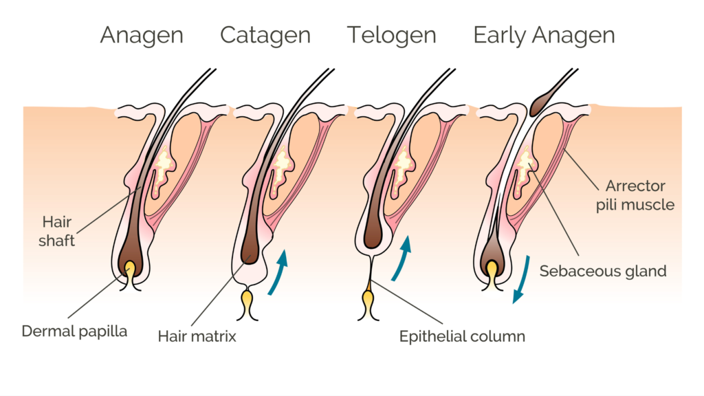 Hair growth cycle diagram showing anagen catagen telogen phases and follicle structure